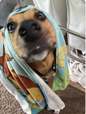 Chewy, a tan dog peeking out from under a towel draped over his head