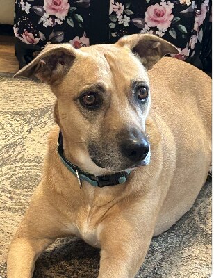 Lucy, a tan dog in a teal collar, lying on a rug
